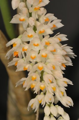 Dendrobium secundum. White form.