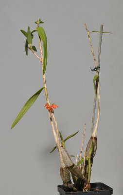 Dendrobium spec. Vietnam.
