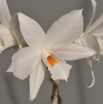 Dendrobium wattii. Close-up.