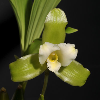 Lycaste leucantha. Close-up.