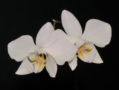 Phalaenopsis sanderiana.