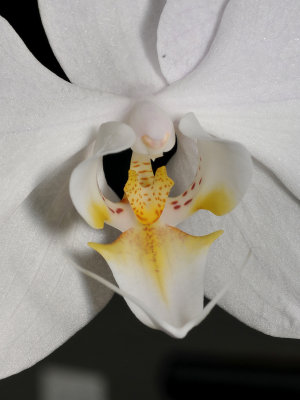 Phalaenopsis sanderiana. Close-up.