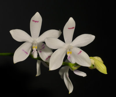 Phalaenopsis tetraspis.
