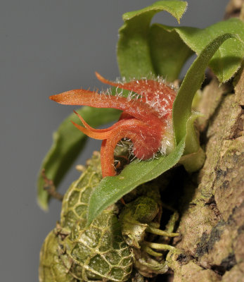 Porpax gigantea. Close-up side.
