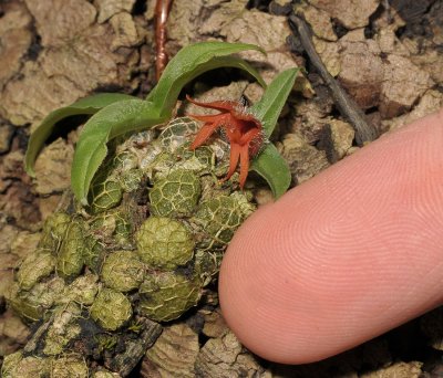 Porpax gigantea. With finger.