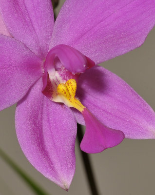 Spathoglottis wariana. Close-up.