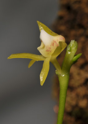 Thrixspermum montanum. Close-up side.