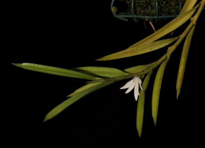 Angraecum pungens.