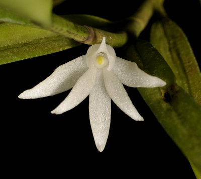 Angraecum pungens. Close-up.