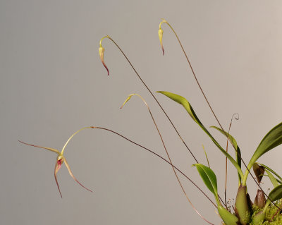 Bulbophyllum calviventer.