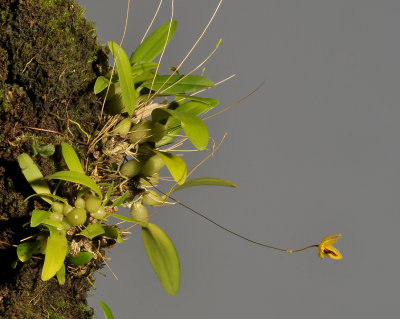Bulbophyllum aestivale.