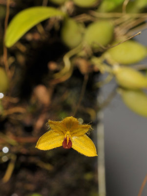 Bulbophyllum aestivale. Closer.