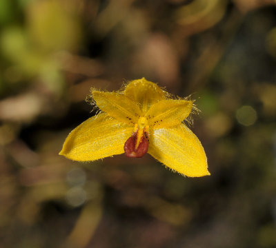 Bulbophyllum aestivale. Close-up.