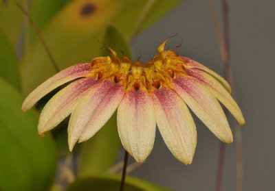 Bulbophyllum flabellum-veneris (B. lepidum).