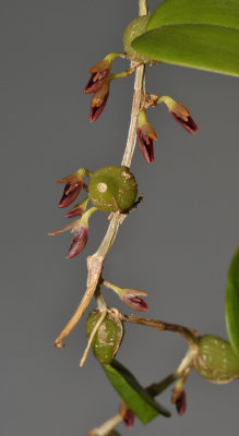 Bulbophyllum membranaceum.