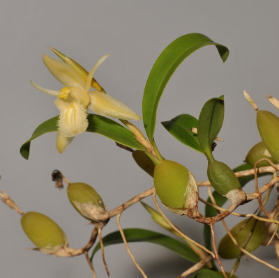 Coelogyne fimbriata. Yellow form (Coelogyne primulina).