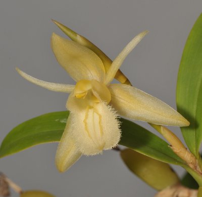 Coelogyne fimbriata. Yellow form (Coelogyne primulina). Close-up.