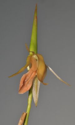 Coelogyne planiscapa. Close-up.