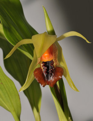 Coelogyne tiomanensis. Close-up.