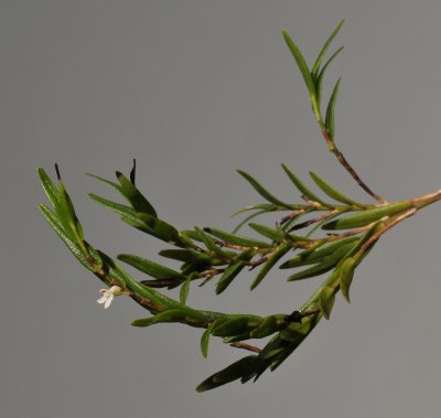 Dendrobium spec. sect. Herpetophytum.
