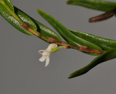 Dendrobium spec. sect. Herpetophytum. Closer side.