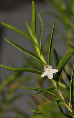 Dendrobium spec. sect. Herpetophytum. Closer.