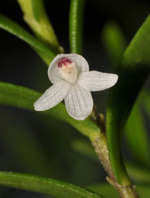Dendrobium spec. sect. Herpetophytum. Close-up.