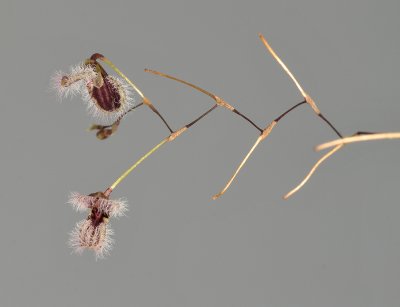 Pleurothallis flexuosa.