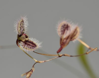 Pleurothallis flexuosa. Closer.
