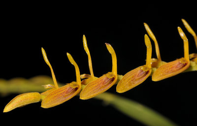 Pleurothallis lanceana.