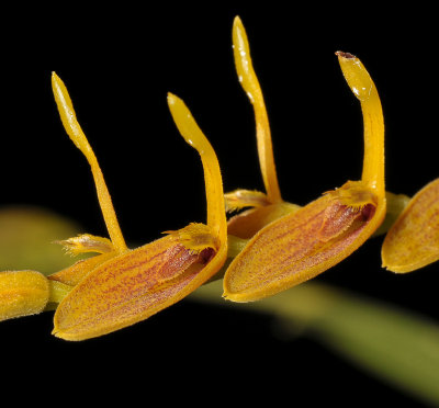 Pleurothallis lanceana. Close-up.