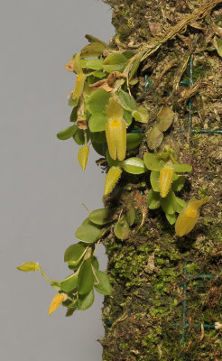 Pleurothallis lappacea.