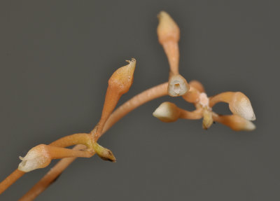 Thelasis micrantha. Close-up.