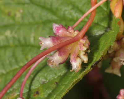 Cuscuta europaea. close-up.