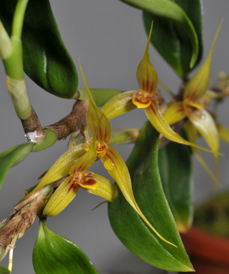 Bulbophyllum spec. sect. Fruticicola.