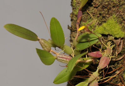 Bulbophyllum tenuifolium.