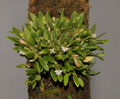 Dendrobium funiforme.