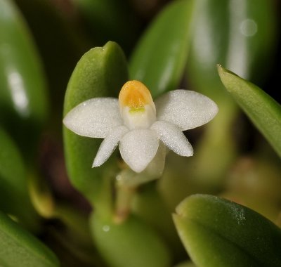 Dendrobium funiforme. Close-up.
