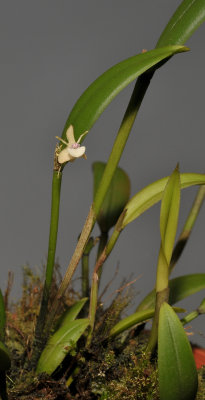 Dendrobium umbellatum.