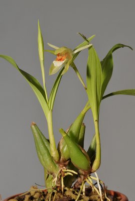 Coelogyne carinata.