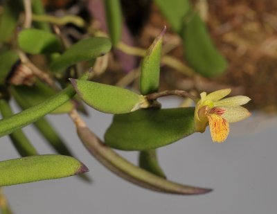 Dendrobium rigidum.