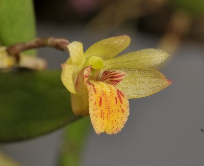 Dendrobium rigidum. Close-up.