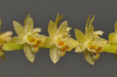 Dendrochilum gibbsiae. Close-up.