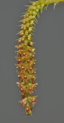 Oberonia japonica. Close-up.