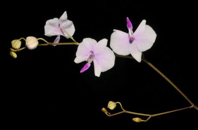 Phalaenopsis lowii.