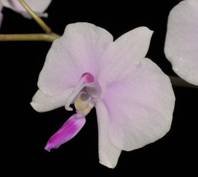 Phalaenopsis lowii. Close-up.