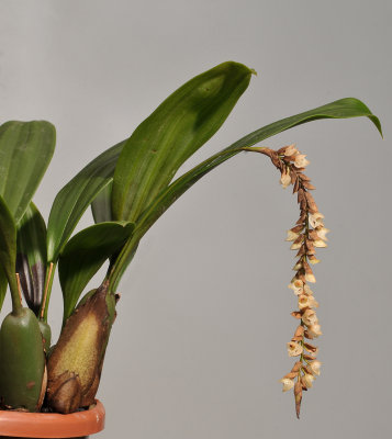 Pholidota imbricata.