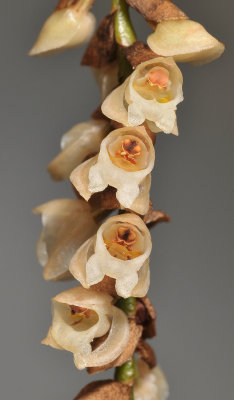 Pholidota imbricata. Close-up.