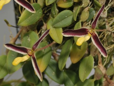 Bulbophyllum alkmaarense. Closer.