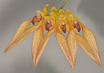 Bulbophyllum annandalei.